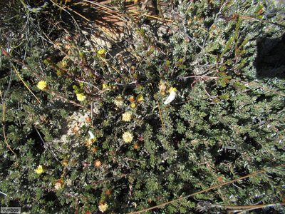 Leucadendron nitidum, photographed by Chris Vynbos