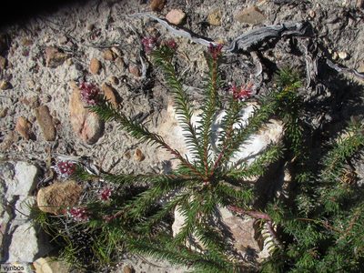 Spatalla confusa, photographed by Chris Vynbos