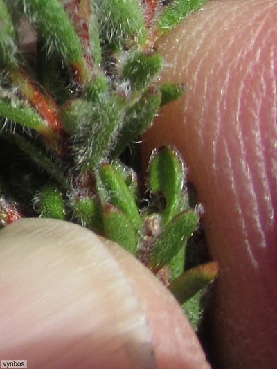 Agathosma pubigera, photographed by Chris Vynbos