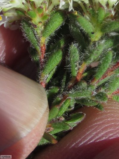 Agathosma pubigera, photographed by Chris Vynbos