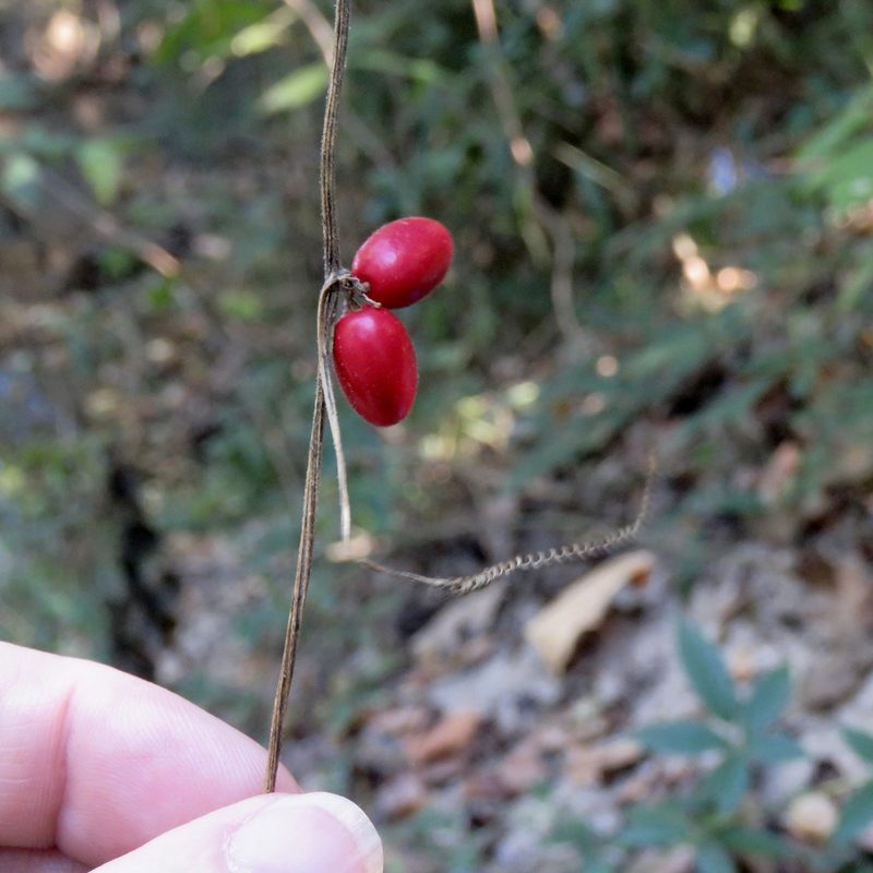 Cayaponia quinqueloba, photographed by Laura Clark