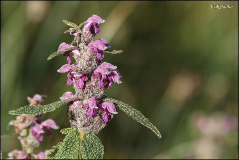 Phlomoides oreophila, photographed by Dmitry Kulakov