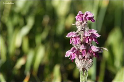 Phlomoides oreophila, photographed by Dmitry Kulakov