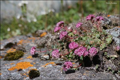 Hylotelephium ewersii, photographed by Dmitry Kulakov