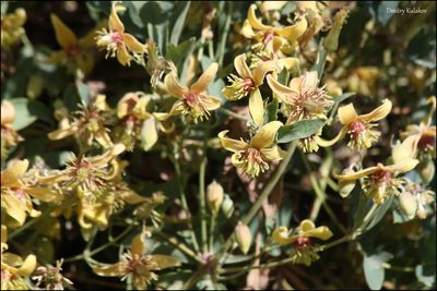 Clematis orientalis, photographed by Dmitry Kulakov
