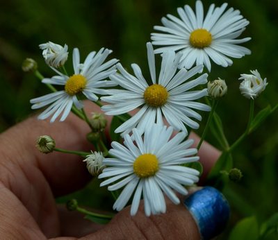 Boltonia asteroides, photographed by Evan Barker