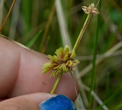 Cyperus acuminatus, photographed by Evan Barker