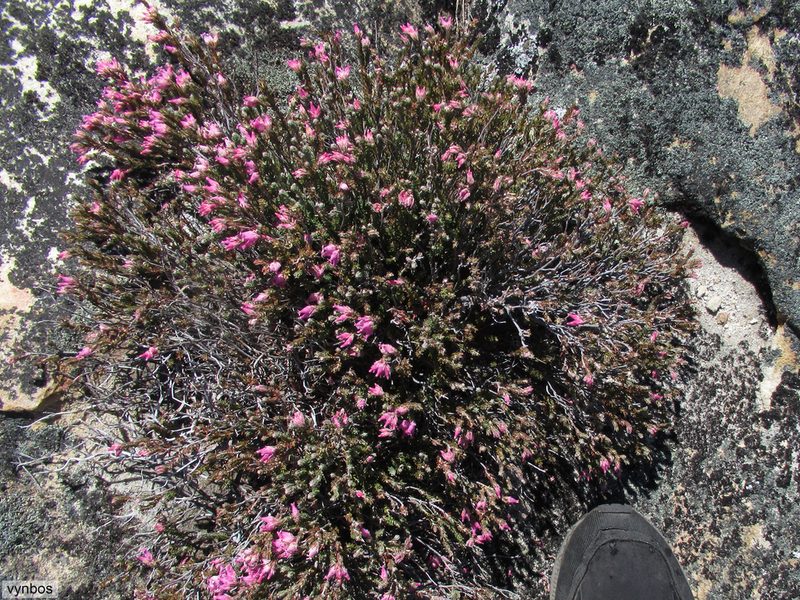 Erica taylorii, photographed by Chris Vynbos