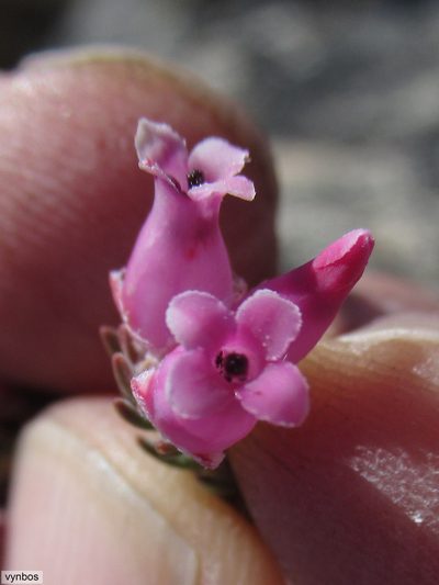 Erica taylorii, photographed by Chris Vynbos