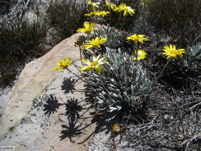 Euryops othonnoides, photographed by Chris Vynbos