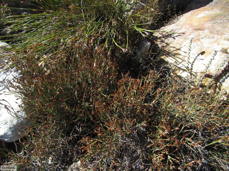 Restio laniger, photographed by Chris Vynbos