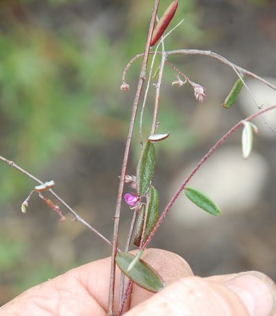 Indigofera potbergensis, photographed by Charles Stirton