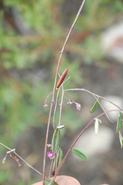 Indigofera potbergensis, photographed by Charles Stirton