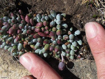 Curio repens, photographed by Chris Vynbos