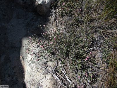 Erica taylorii, photographed by Chris Vynbos