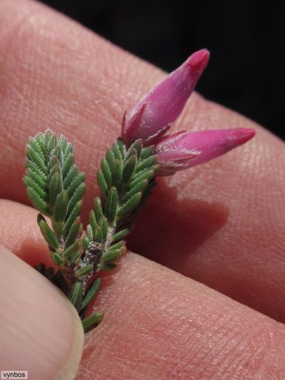 Erica taylorii, photographed by Chris Vynbos