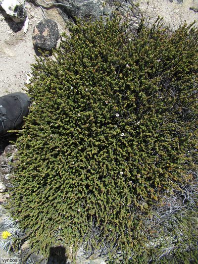 Acmadenia teretifolia, photographed by Chris Vynbos