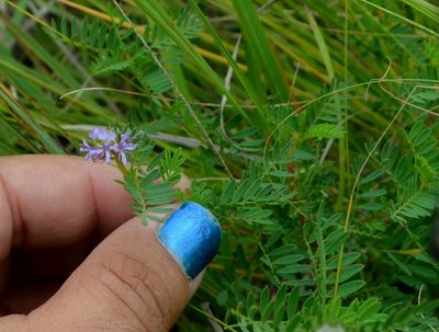 Dalea foliosa, photographed by Evan Barker