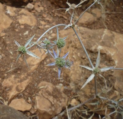 Eryngium creticum, photographed by Even Dankowicz