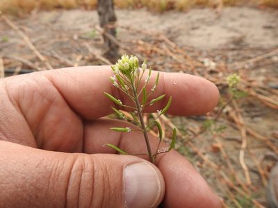 Descurainia erodiifolia, photographed by Guillermo Debandi