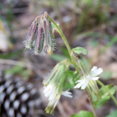 Nabalus barbatus, photographed by Laura Clark