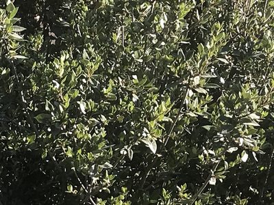 Quercus cedrosensis, photographed by Sula Vanderplank