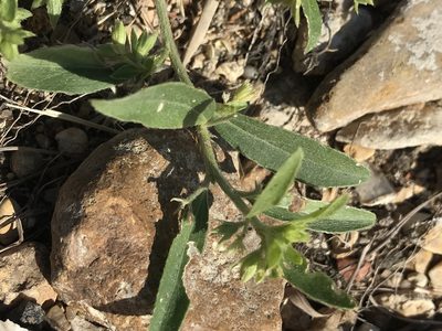 Ditaxis humilis, photographed by lanechaffin