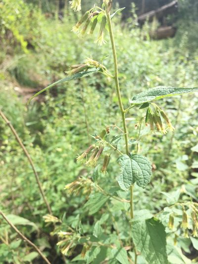 Brickellia rusbyi, photographed by weaver
