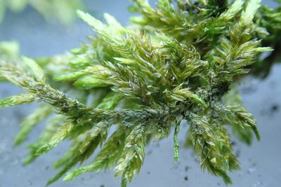 Entodon cladorrhizans, photographed by Randal