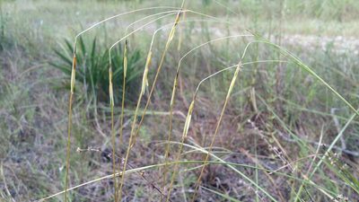 Chrysopogon pauciflorus, photographed by Jay Horn