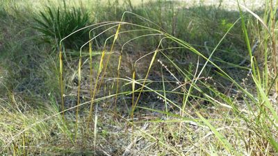 Chrysopogon pauciflorus, photographed by Jay Horn