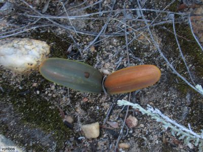 Austronea ecklonii, photographed by Chris Vynbos