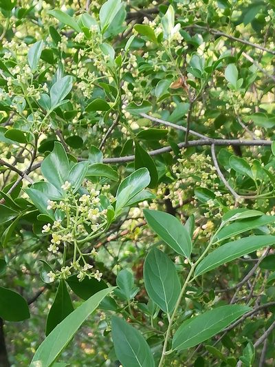 Helietta parvifolia, photographed by Francisco Martínez González