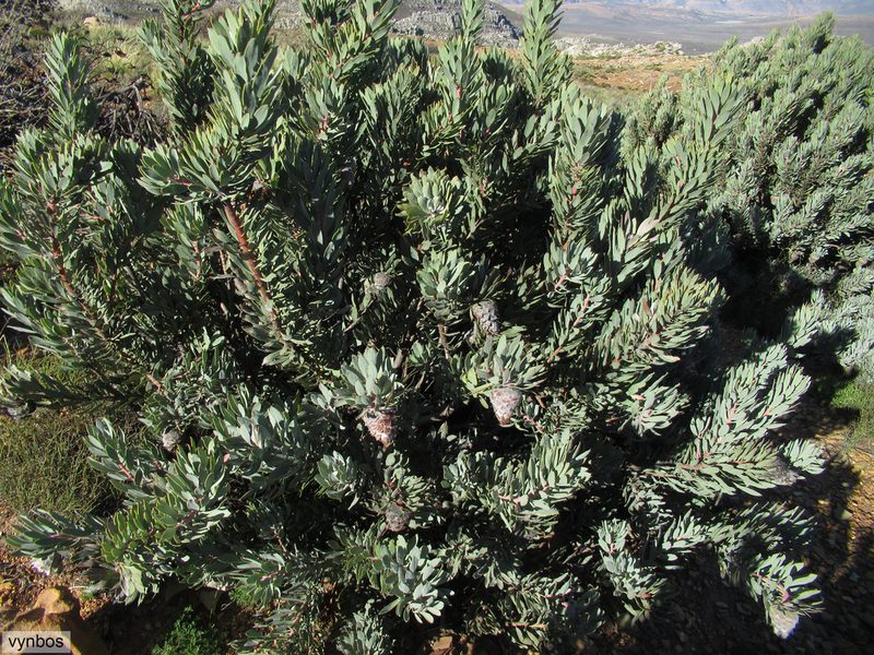 Protea pendula, photographed by Chris Vynbos