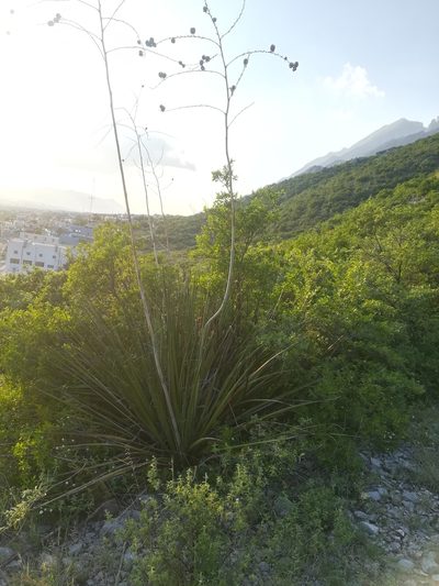 Hesperaloe funifera, photographed by Francisco Martínez González