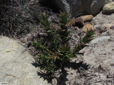 Cliffortia acanthophylla, photographed by Chris Vynbos