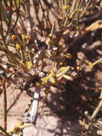 Ephedra multiflora, photographed by Aira Francisca Faúndez Fallau