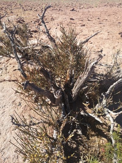 Ephedra multiflora, photographed by Aira Francisca Faúndez Fallau
