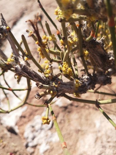Ephedra multiflora, photographed by Aira Francisca Faúndez Fallau