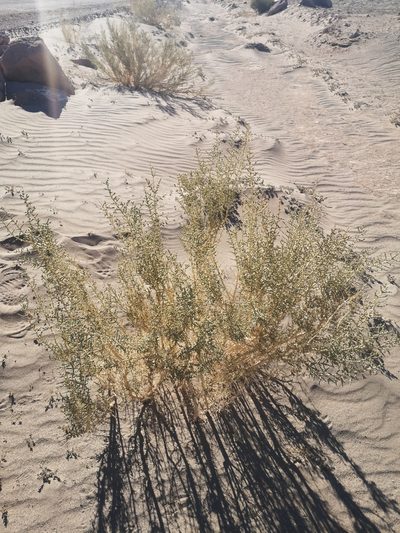 Aloysia deserticola, photographed by Aira Francisca Faúndez Fallau