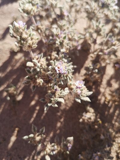 Tiquilia atacamensis, photographed by Aira Francisca Faúndez Fallau