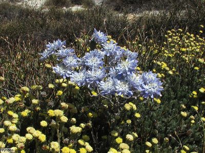Lachnaea filamentosa, photographed by Chris Vynbos