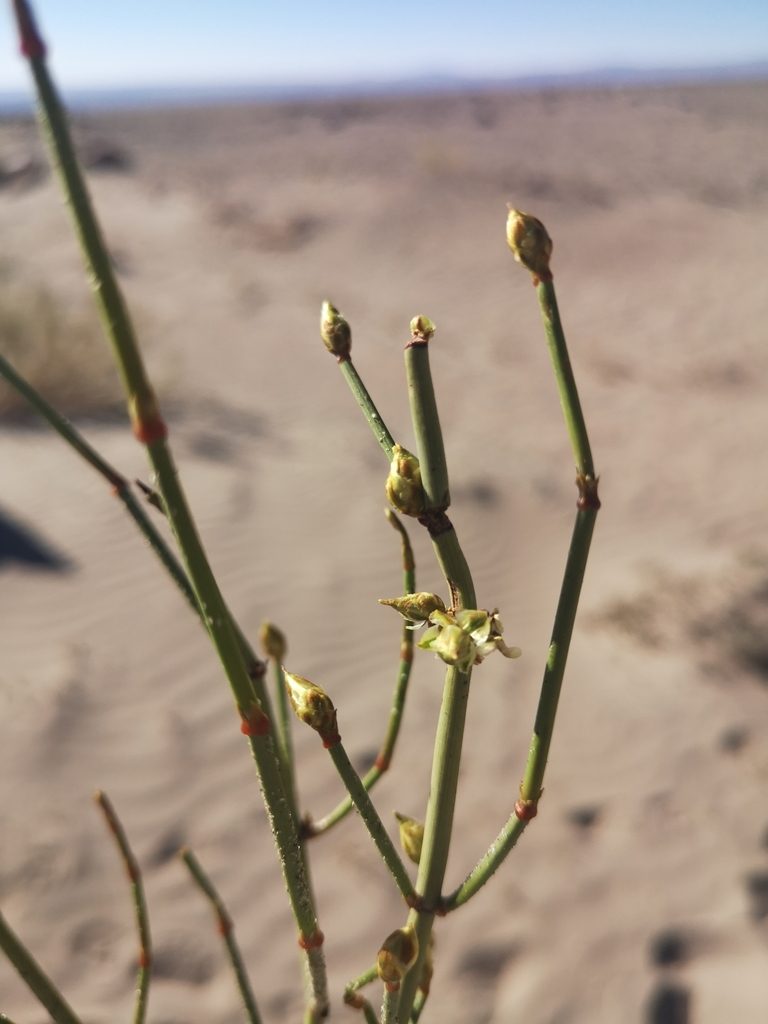 Ephedra multiflora, photographed by Aira Francisca Faúndez Fallau