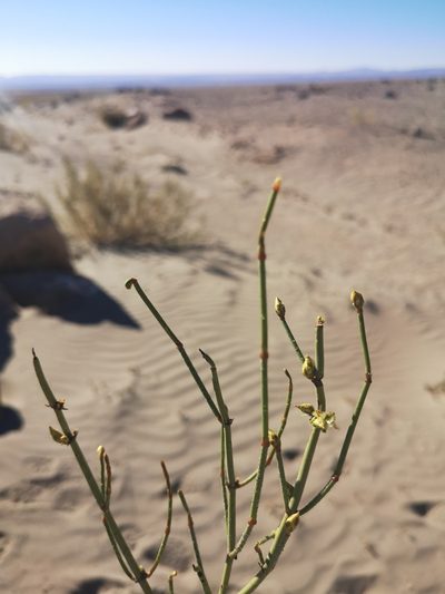 Ephedra multiflora, photographed by Aira Francisca Faúndez Fallau