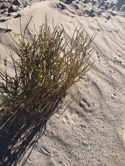 Ephedra multiflora, photographed by Aira Francisca Faúndez Fallau