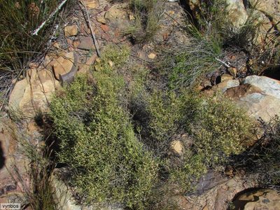Stoebe gracilis, photographed by Chris Vynbos