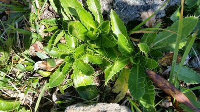 Cirsium simplex, photographed by Eugene Popov