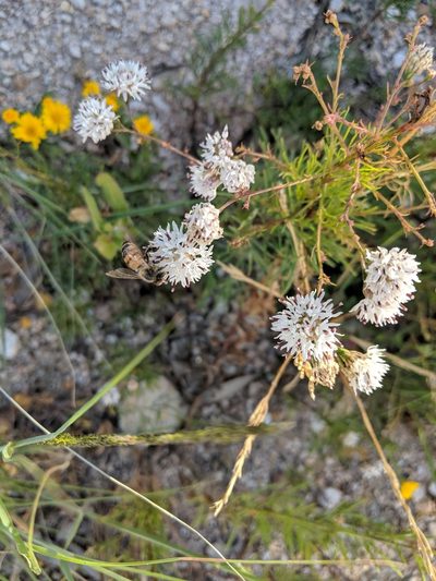 Hymenothrix wrightii, photographed by Rachel Stringham
