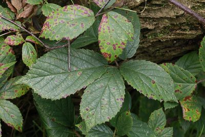 Rubus dasyphyllus, photographed by Stephen James McWilliam