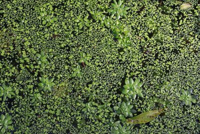 Lemna minuta, photographed by Stephen James McWilliam